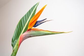 bird of paradise flower, strelitzia, flower, beautiful flowers, nature, flower background, blossom, flower wallpaper, bloom