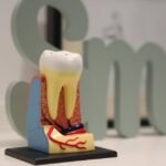Close-up of a realistic dental model showing tooth anatomy with the word 'smile' in the background.