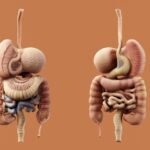 A detailed diagram of the human digestive system.