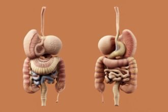 A detailed diagram of the human digestive system.