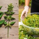 τσουκνίδα - Σπόροι τσουκνίδας — Το φυσικό μυστικό για ενέργεια και τόνωση που ελάχιστοι γνωρίζουν