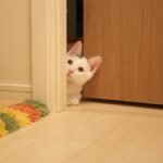 b1 cute cat bathro feat - Γιατί η γάτα σας σάς ακολουθεί ακόμα και στο μπάνιο; Οι 4 επιστημονικές ερμηνείες