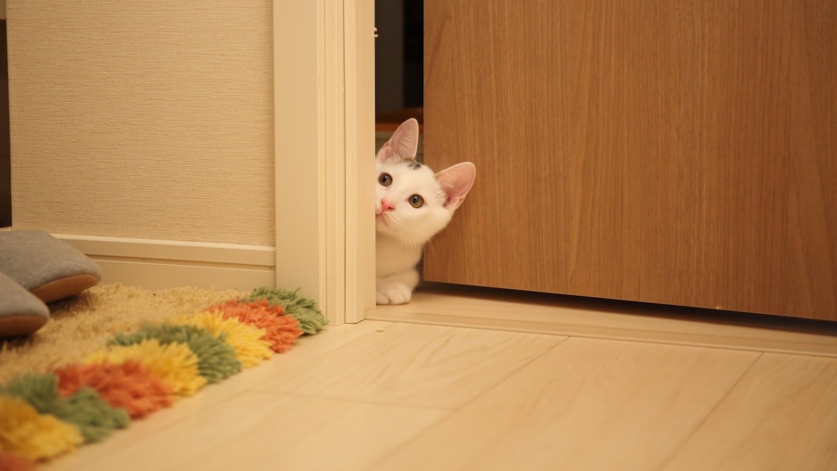 b1 cute cat bathro feat - Γιατί η γάτα σας σάς ακολουθεί ακόμα και στο μπάνιο; Οι 4 επιστημονικές ερμηνείες