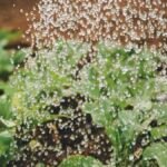 b2a organic garden feat - Το σπιτικό σπρέι με 2 υλικά της κουζίνας που εξαφανίζει τις μελίγκρες και τα έντομα από τα φυτά σας
