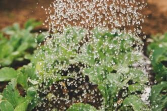 b2a organic garden feat - Το σπιτικό σπρέι με 2 υλικά της κουζίνας που εξαφανίζει τις μελίγκρες και τα έντομα από τα φυτά σας