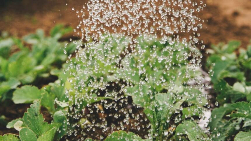 b2a organic garden feat - Το σπιτικό σπρέι με 2 υλικά της κουζίνας που εξαφανίζει τις μελίγκρες και τα έντομα από τα φυτά σας