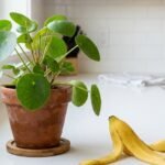 banana peels plants featured - Γιατί δεν πρέπει ποτέ να πετάτε τις φλούδες από τις μπανάνες: 5 απίθανες χρήσεις στο σπίτι και τον κήπο