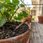 garden nails feat 1782201801923 - Το ξεχασμένο κόλπο της γιαγιάς που ανασταίνει τα μαραμένα φυτά στο μπαλκόνι χωρίς ίχνος χημικού λιπάσματος