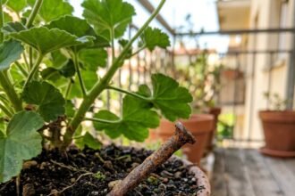 garden nails feat 1782201801923 - Το ξεχασμένο κόλπο της γιαγιάς που ανασταίνει τα μαραμένα φυτά στο μπαλκόνι χωρίς ίχνος χημικού λιπάσματος