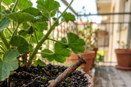 garden nails feat 1782201801923 - Το ξεχασμένο κόλπο της γιαγιάς που ανασταίνει τα μαραμένα φυτά στο μπαλκόνι χωρίς ίχνος χημικού λιπάσματος