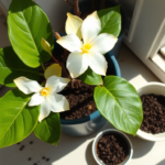 gardenia feat - Κιτρινίζουν τα φύλλα της γαρδένιας; Το παλιό κόλπο με 1 υλικό από την κουζίνα που την κάνει ξανά καταπράσινη