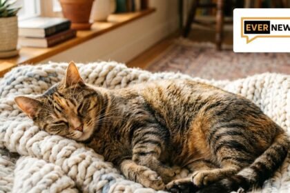 giati o gatos gourgourizei aities featured 169 - Γιατί ο γάτος σας γουργουρίζει; Ο πραγματικός λόγος και πότε δείχνει άγχος ή πόνο