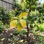 lemon tree garden feat 1782507723141 - Κιτρινίζουν και πέφτουν τα φύλλα της λεμονιάς; Το παλιό κόλπο με 2 σπιτικά υλικά που τη σώζει