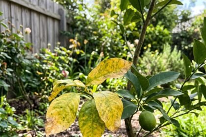 lemon tree garden feat 1782507723141 - Κιτρινίζουν και πέφτουν τα φύλλα της λεμονιάς; Το παλιό κόλπο με 2 σπιτικά υλικά που τη σώζει