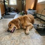 pets dog heat featured 1782129595300 - Το σιωπηλό λάθος στον καύσωνα: Γιατί δεν πρέπει να βρέχεις τον σκύλο