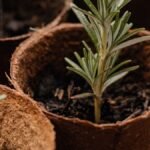 Repotting a houseplant with soil in a bright room