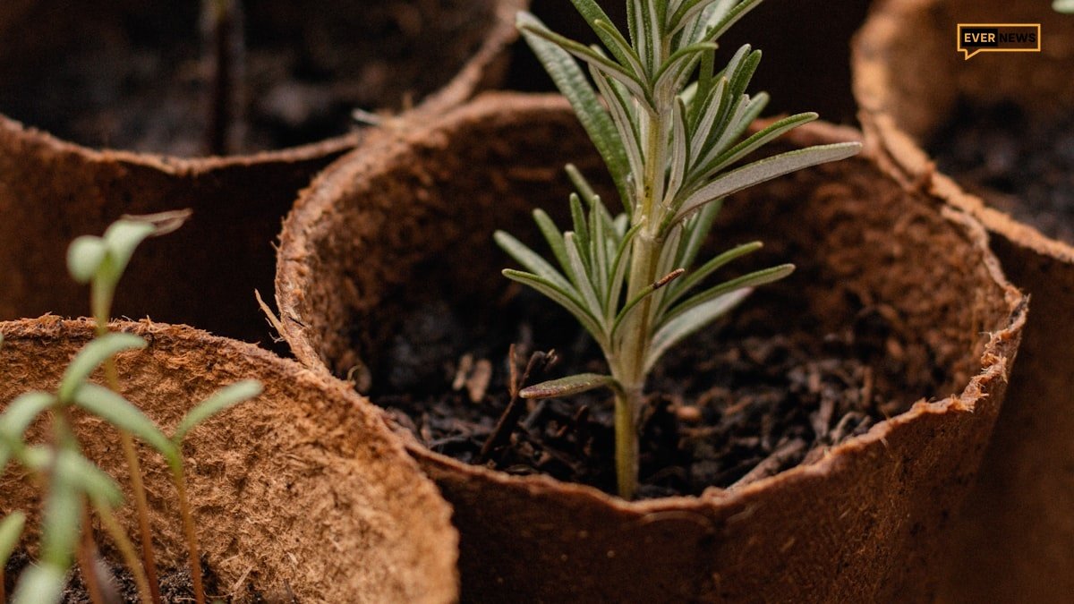 Repotting a houseplant with soil in a bright room
