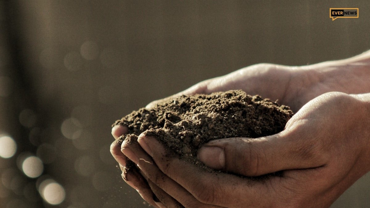 Hands carefully putting soil around plant root in new pot