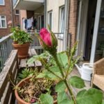 rose aphids featured 1782377130319 - Το απλό κόλπο της γιαγιάς για να διώξετε τη μελίγκρα από τις τριανταφυλλιές