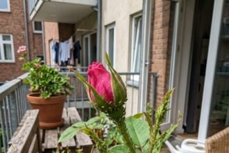 rose aphids featured 1782377130319 - Το απλό κόλπο της γιαγιάς για να διώξετε τη μελίγκρα από τις τριανταφυλλιές