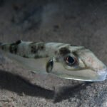 File:Silver puffer (Lagocephalus sceleratus) (48272090586).jpg