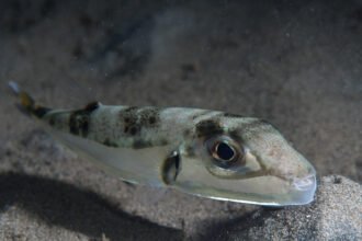 File:Silver puffer (Lagocephalus sceleratus) (48272090586).jpg