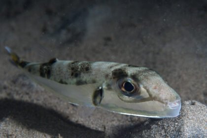 File:Silver puffer (Lagocephalus sceleratus) (48272090586).jpg