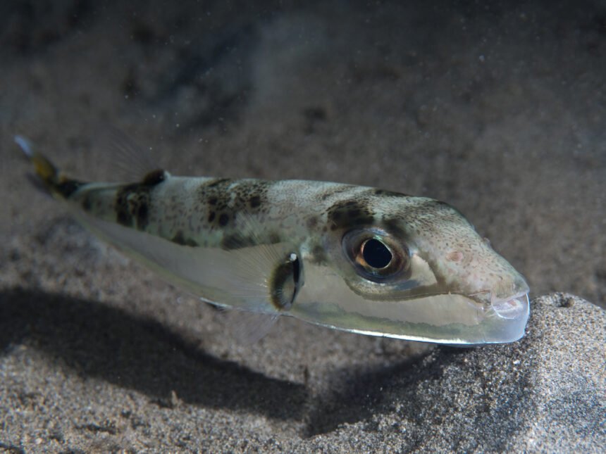 File:Silver puffer (Lagocephalus sceleratus) (48272090586).jpg