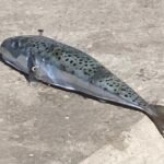 File:Lagocephalus sceleratus 277141610.jpg