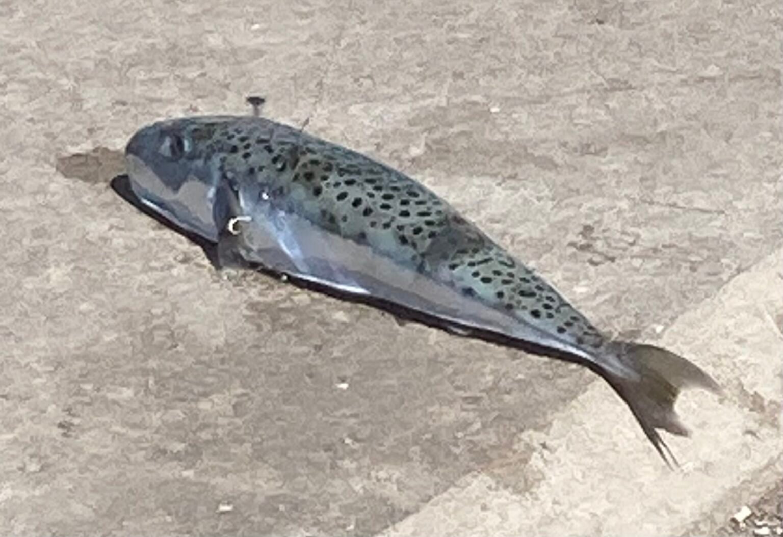 File:Lagocephalus sceleratus 277141610.jpg