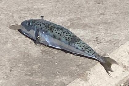 File:Lagocephalus sceleratus 277141610.jpg