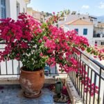 Ανθισμένη ροζ βουκαμβίλια σε πήλινη γλάστρα στο μπαλκόνι