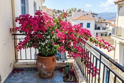 Ανθισμένη ροζ βουκαμβίλια σε πήλινη γλάστρα στο μπαλκόνι