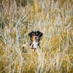 dog grass - Το αόρατο σημείο στο σώμα του σκύλου που λατρεύουν τα τσιμπούρια