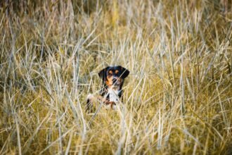 dog grass - Το αόρατο σημείο στο σώμα του σκύλου που λατρεύουν τα τσιμπούρια