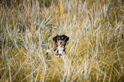 dog grass - Το αόρατο σημείο στο σώμα του σκύλου που λατρεύουν τα τσιμπούρια