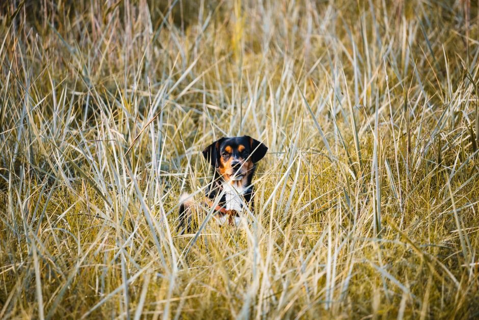 dog grass - Το αόρατο σημείο στο σώμα του σκύλου που λατρεύουν τα τσιμπούρια