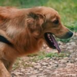 dog panting - Το αόρατο λάθος που κάνουμε όταν δροσίζουμε τον σκύλο μας με νερό