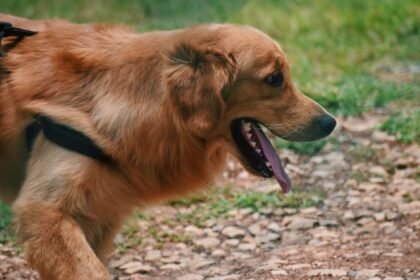 dog panting - Το αόρατο λάθος που κάνουμε όταν δροσίζουμε τον σκύλο μας με νερό