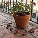 Γιατί πέφτουν τα λουλούδια