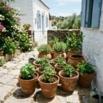 Τι φυτεύουμε τον Αύγουστο στον κήπο και το μπαλκόνι