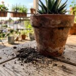 garden ants featured 1783591047147 - Πώς να διώξετε τα μυρμήγκια από τις γλάστρες σας με 2 υλικά από την κουζίνα
