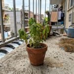 garden basil featured 1783504046190 - Πώς να σώσετε τον μαραμένο σας βασιλικό με το πιο αγνό υλικό