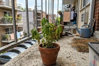 garden basil featured 1783504046190 - Πώς να σώσετε τον μαραμένο σας βασιλικό με το πιο αγνό υλικό