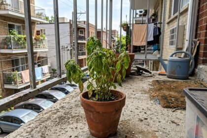 garden basil featured 1783504046190 - Πώς να σώσετε τον μαραμένο σας βασιλικό με το πιο αγνό υλικό
