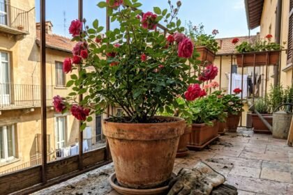 garden featured 1783458426874 - Το μυστικό για τέλειες τριανταφυλλιές: 5 βήματα για να τις κλαδέψετε χωρίς να τις καταστρέψετε