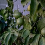 Μια μεγάλη καταπράσινη λεμονιά γεμάτη κίτρινα λεμόνια φυτεμένη στο χώμα ενός κήπου