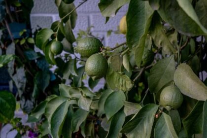 Μια μεγάλη καταπράσινη λεμονιά γεμάτη κίτρινα λεμόνια φυτεμένη στο χώμα ενός κήπου