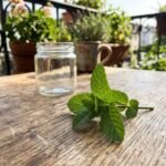 garden mint featured 1784015973895 - Το έξυπνο κόλπο για να γεμίσετε το μπαλκόνι σας με δυόσμο από ένα μόνο κλωναράκι
