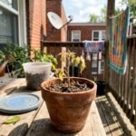 garden mistakes featured 1784023574893 - 5 συνηθισμένα λάθη που γίνονται στη φύτευση λαχανικών (Και πώς να τα αποφύγετε)